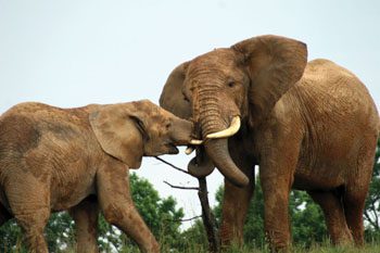october2009pages_65_-_travel_-_two_elephants.jpg