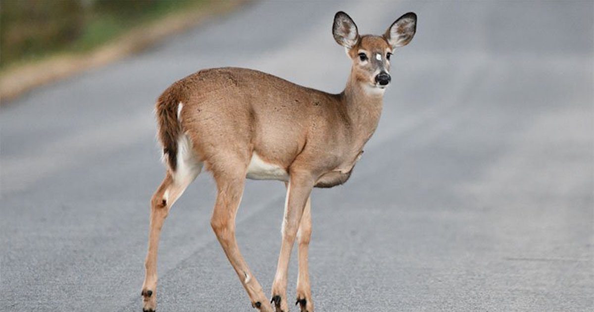 501 LIFE Magazine | Motorists should be on the lookout for deer