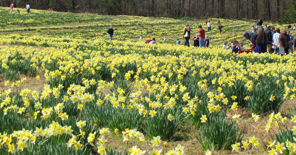 501 LIFE Magazine The 44th Annual Wye Daffodil Festival planned for