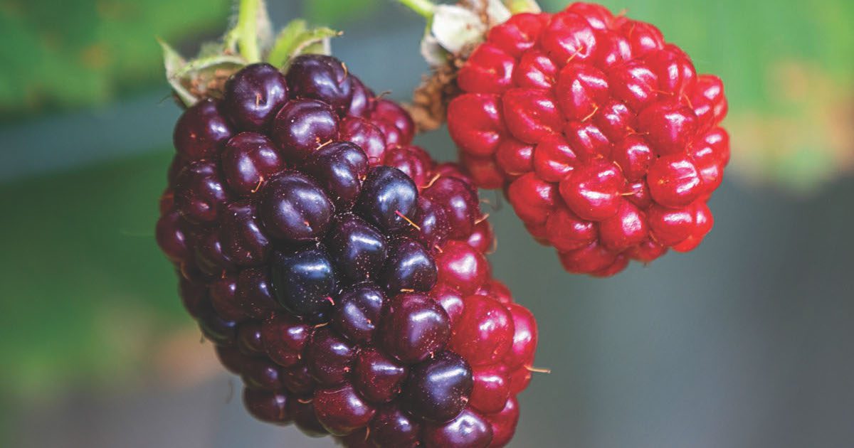 501 LIFE Magazine Blackberry winter