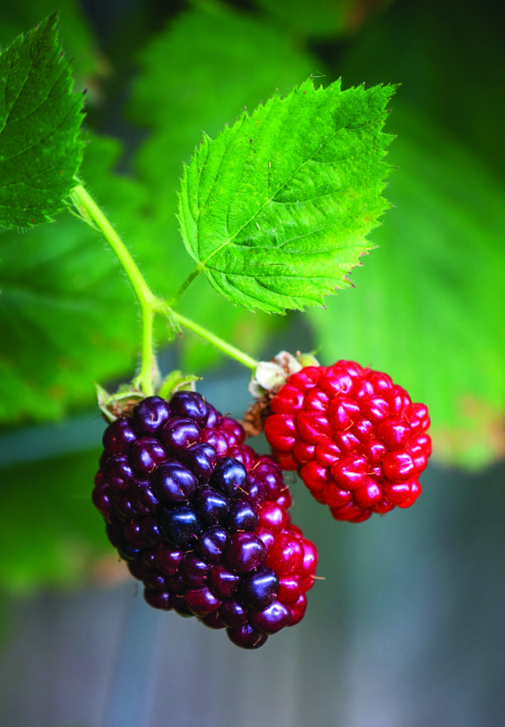 blackberry fruit