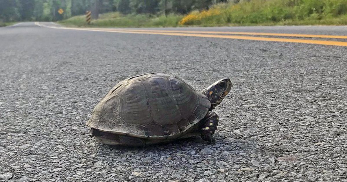 501 LIFE Magazine | Turtles are taking to the streets